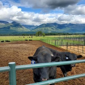 Meet your Posher, Wyatt